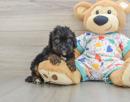 8 week old Cavapoo Puppy For Sale - Seaside Pups