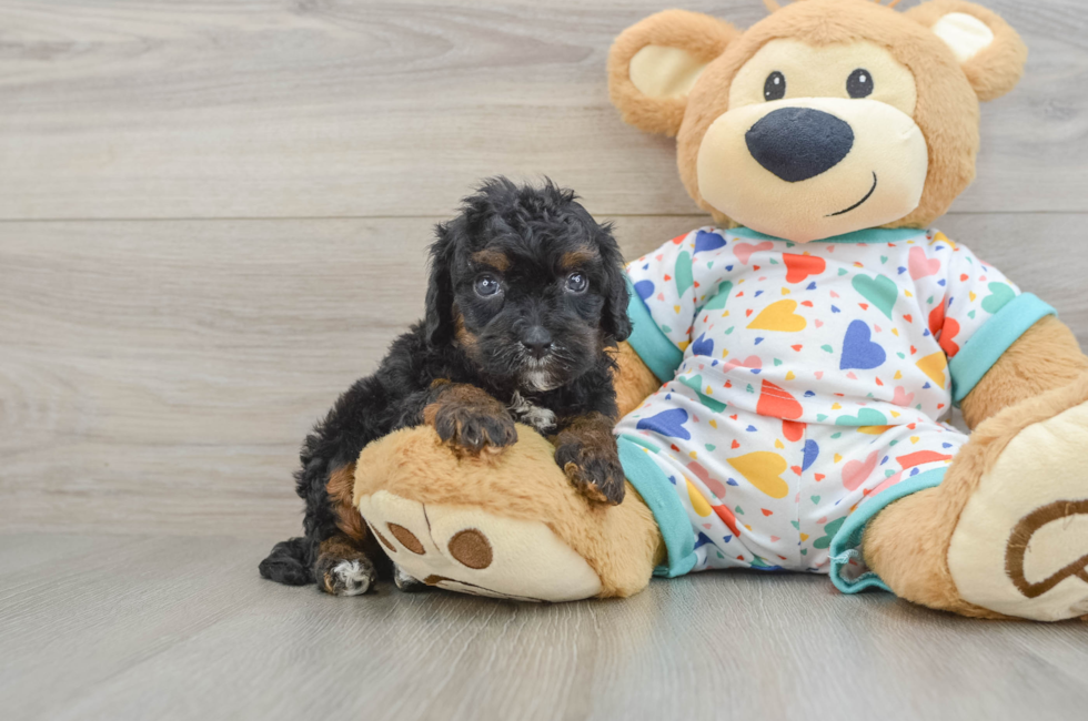 8 week old Cavapoo Puppy For Sale - Seaside Pups