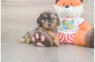 Petite Cavapoo Poodle Mix Pup