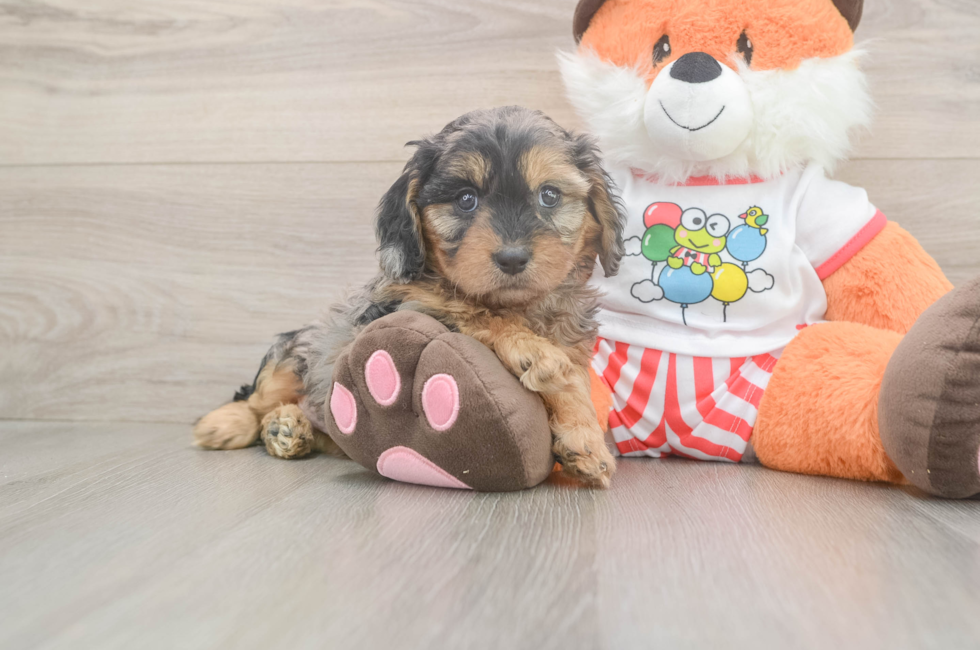 5 week old Cavapoo Puppy For Sale - Seaside Pups