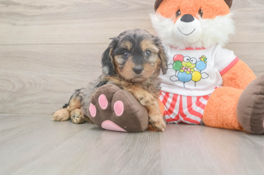 Petite Cavapoo Poodle Mix Pup