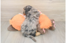 Cavapoo Pup Being Cute