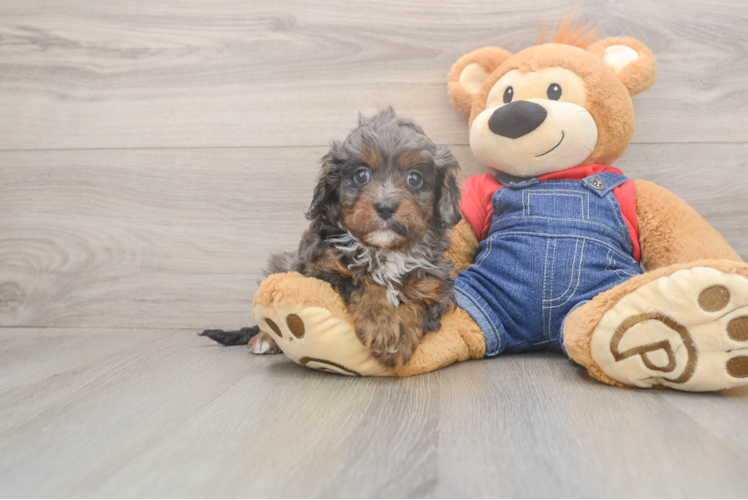 Cavapoo Pup Being Cute