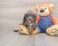 7 week old Cavapoo Puppy For Sale - Seaside Pups