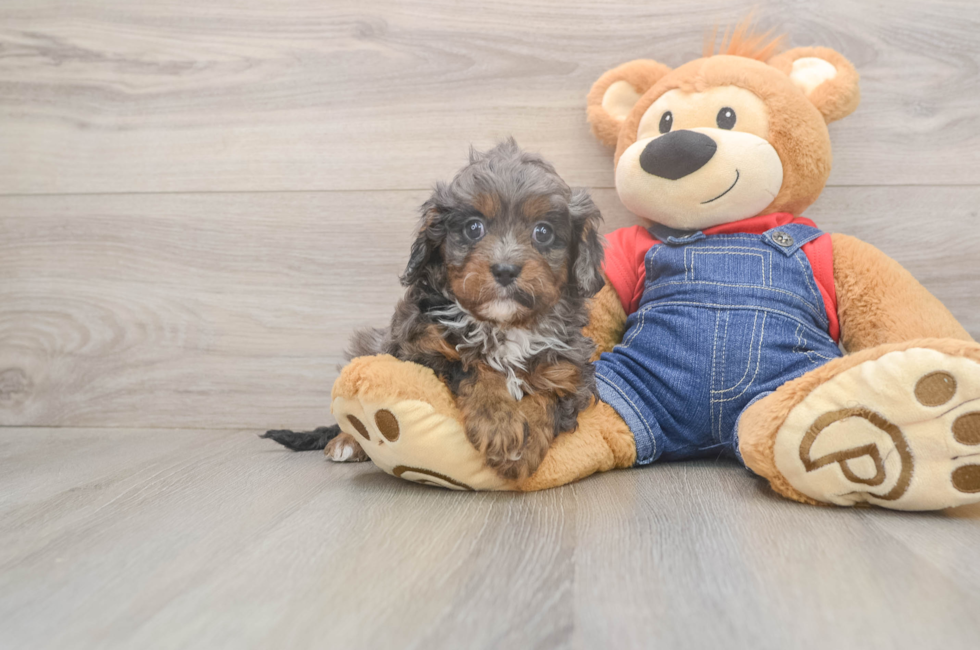 5 week old Cavapoo Puppy For Sale - Seaside Pups