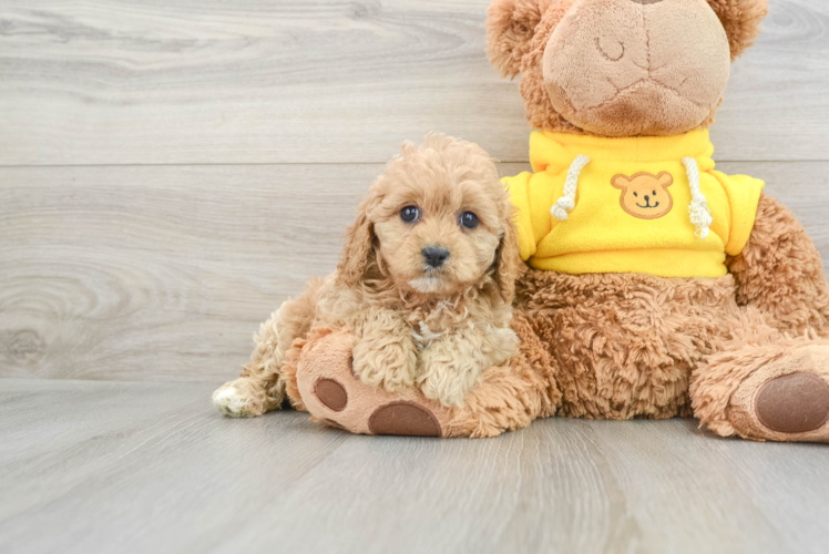 Cavapoo Pup Being Cute
