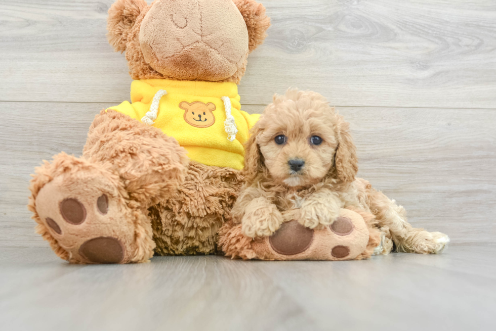 Cavapoo Puppy for Adoption