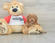 7 week old Cavapoo Puppy For Sale - Seaside Pups