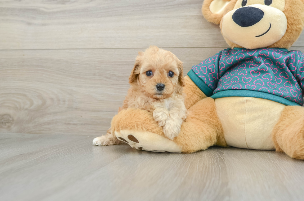 6 week old Cavapoo Puppy For Sale - Seaside Pups