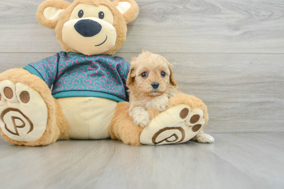 Funny Cavapoo Poodle Mix Pup