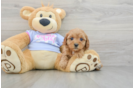 Cavapoo Puppy for Adoption