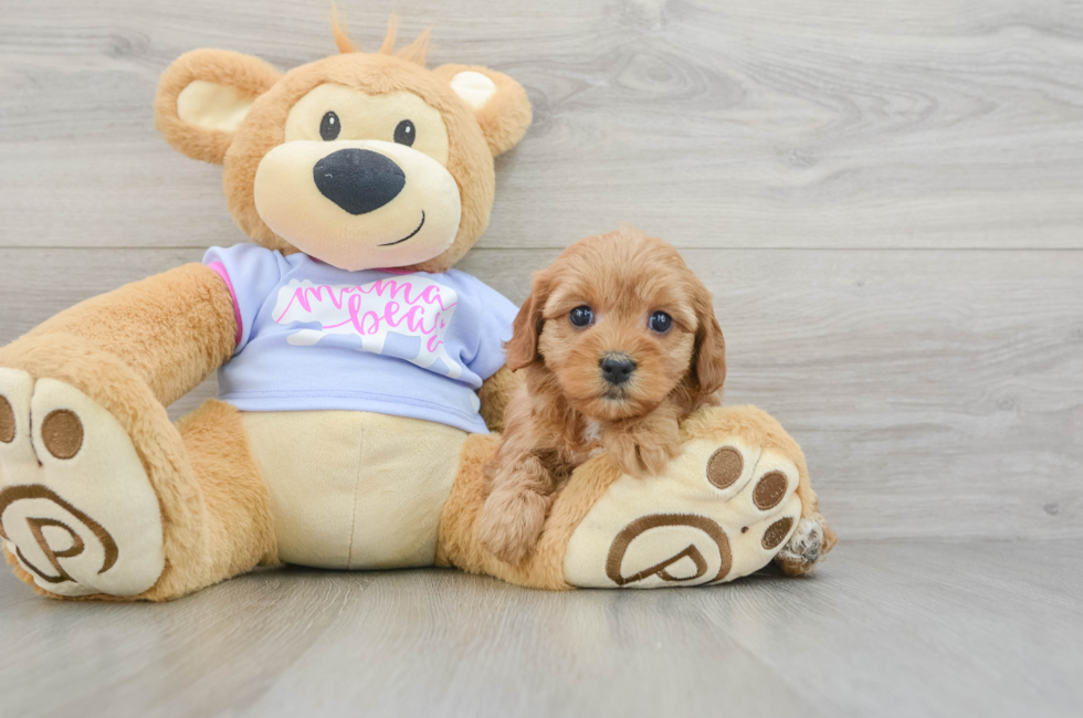 5 week old Cavapoo Puppy For Sale - Seaside Pups