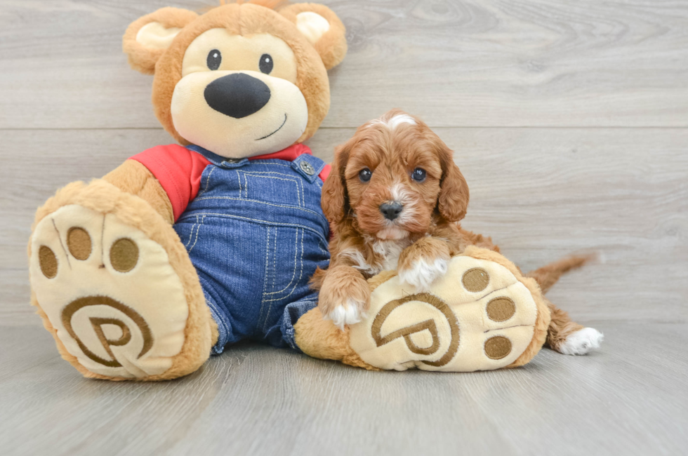 6 week old Cavapoo Puppy For Sale - Seaside Pups