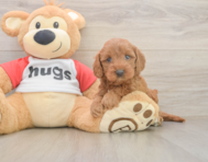 8 week old Cavapoo Puppy For Sale - Seaside Pups