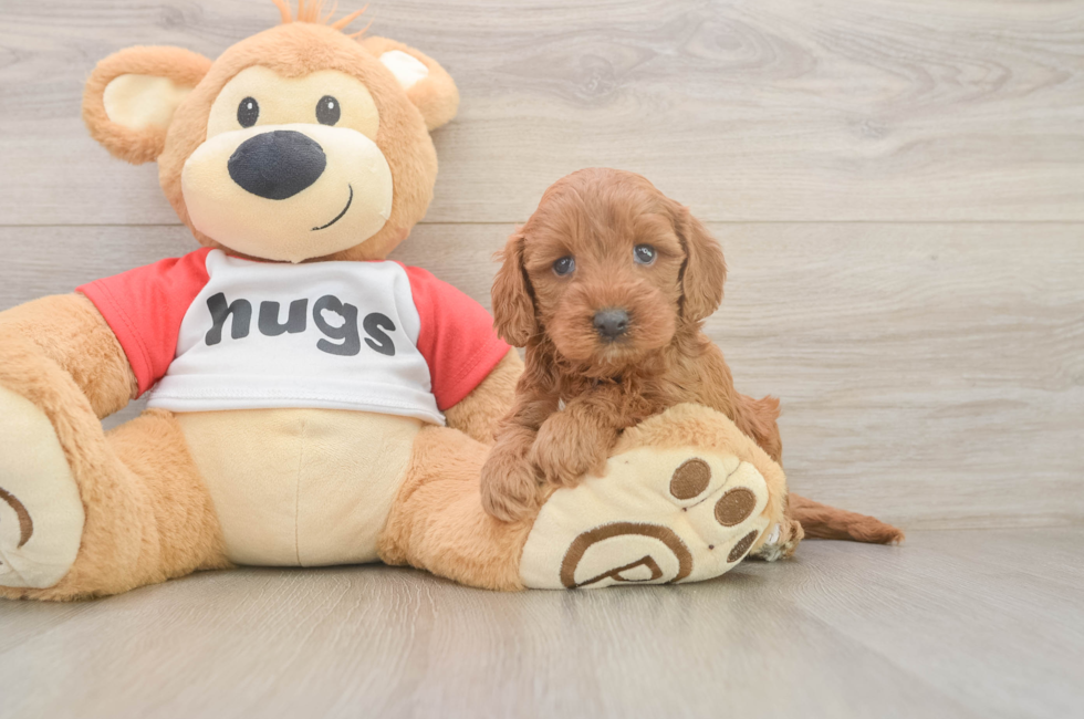 5 week old Cavapoo Puppy For Sale - Seaside Pups