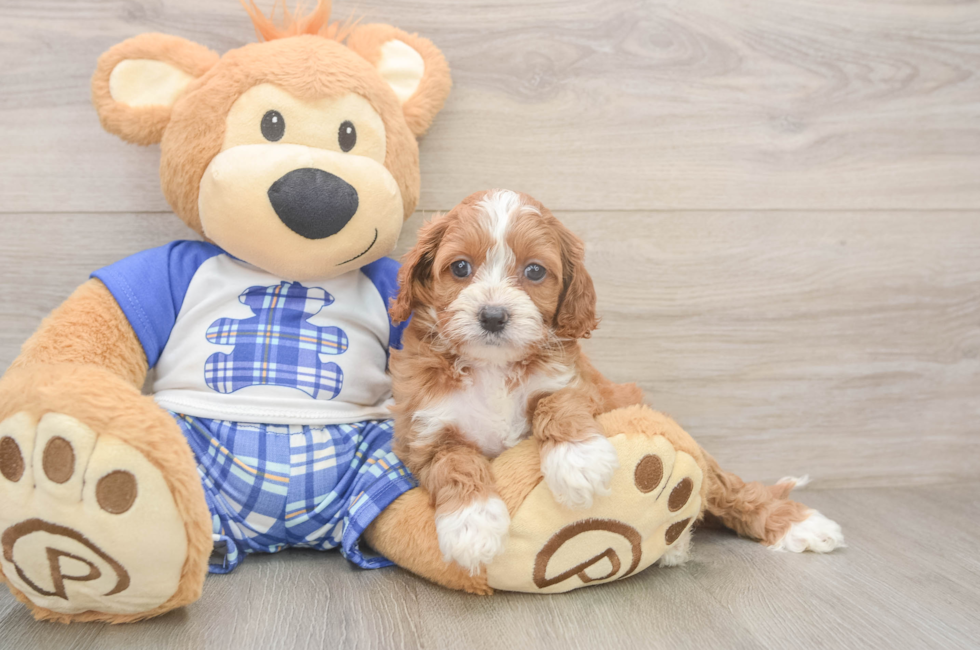 5 week old Cavapoo Puppy For Sale - Seaside Pups