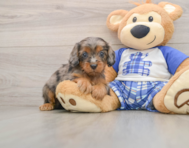 8 week old Cavapoo Puppy For Sale - Seaside Pups
