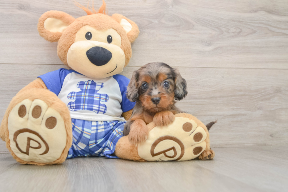 Petite Cavapoo Poodle Mix Pup