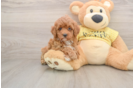 Little Cavipoo Poodle Mix Puppy