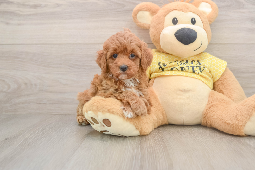 Little Cavipoo Poodle Mix Puppy