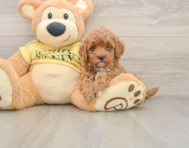 7 week old Cavapoo Puppy For Sale - Seaside Pups