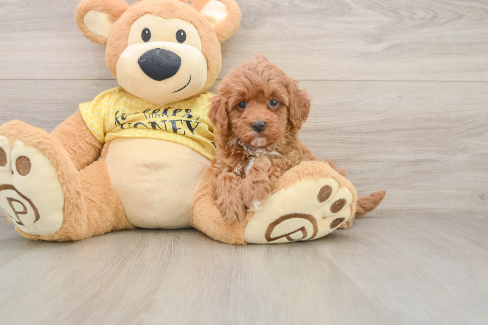 Popular Cavapoo Poodle Mix Pup