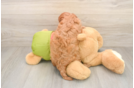 Best Cavapoo Baby