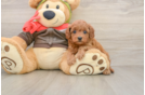Cavapoo Puppy for Adoption