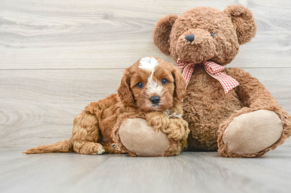 7 week old Cavapoo Puppy For Sale - Seaside Pups