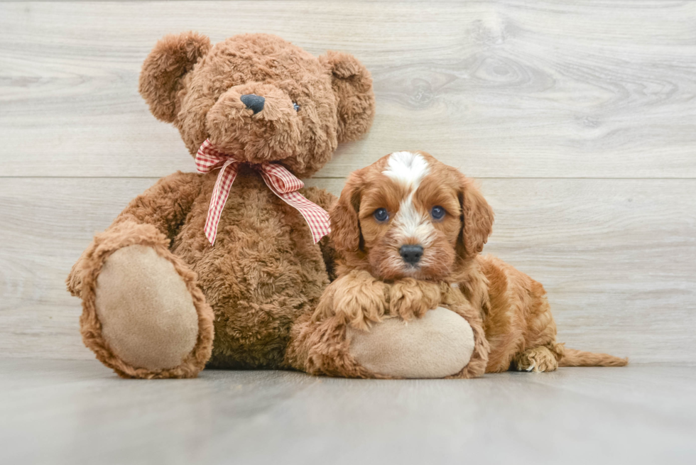 Cavapoo Pup Being Cute