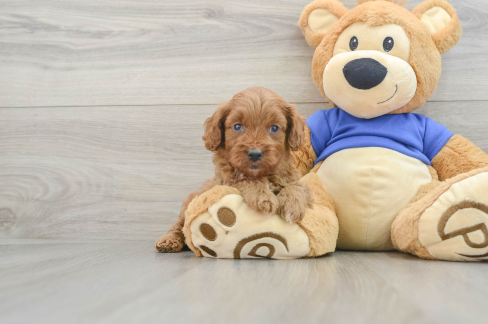 7 week old Cavapoo Puppy For Sale - Seaside Pups