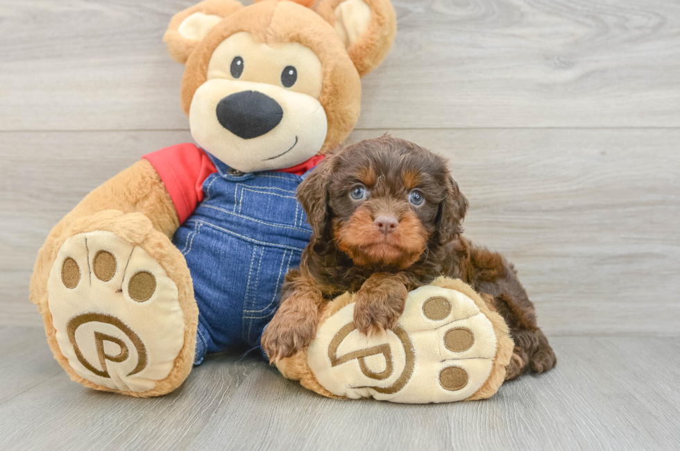 5 week old Cavapoo Puppy For Sale - Seaside Pups