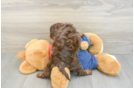 Funny Cavapoo Poodle Mix Pup