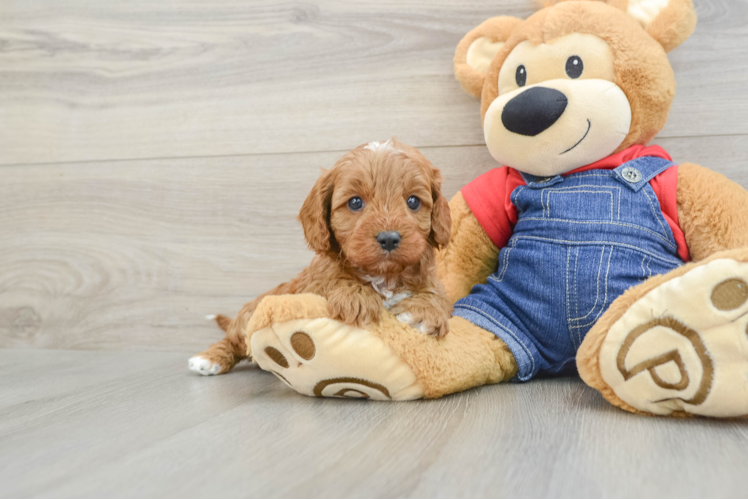Cavapoo Puppy for Adoption