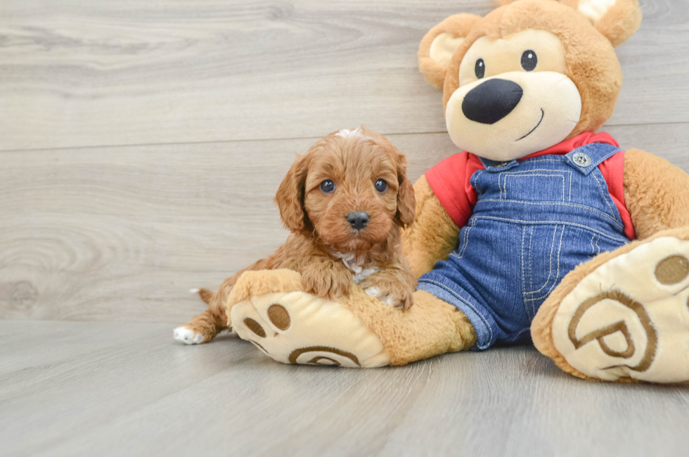 6 week old Cavapoo Puppy For Sale - Seaside Pups