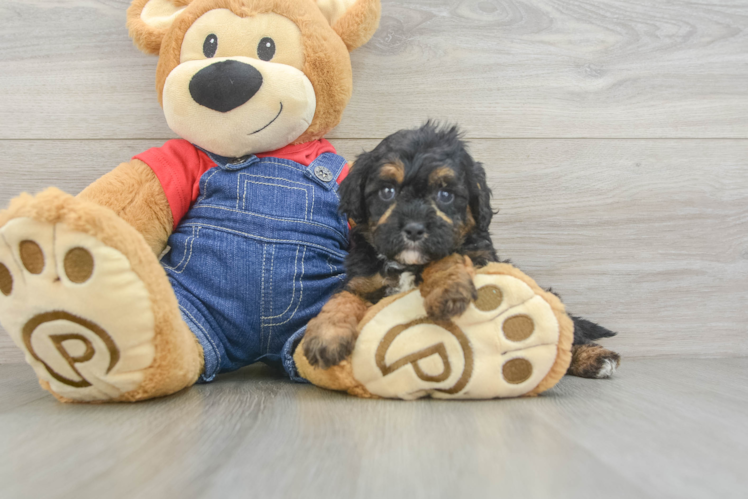 Best Cavapoo Baby