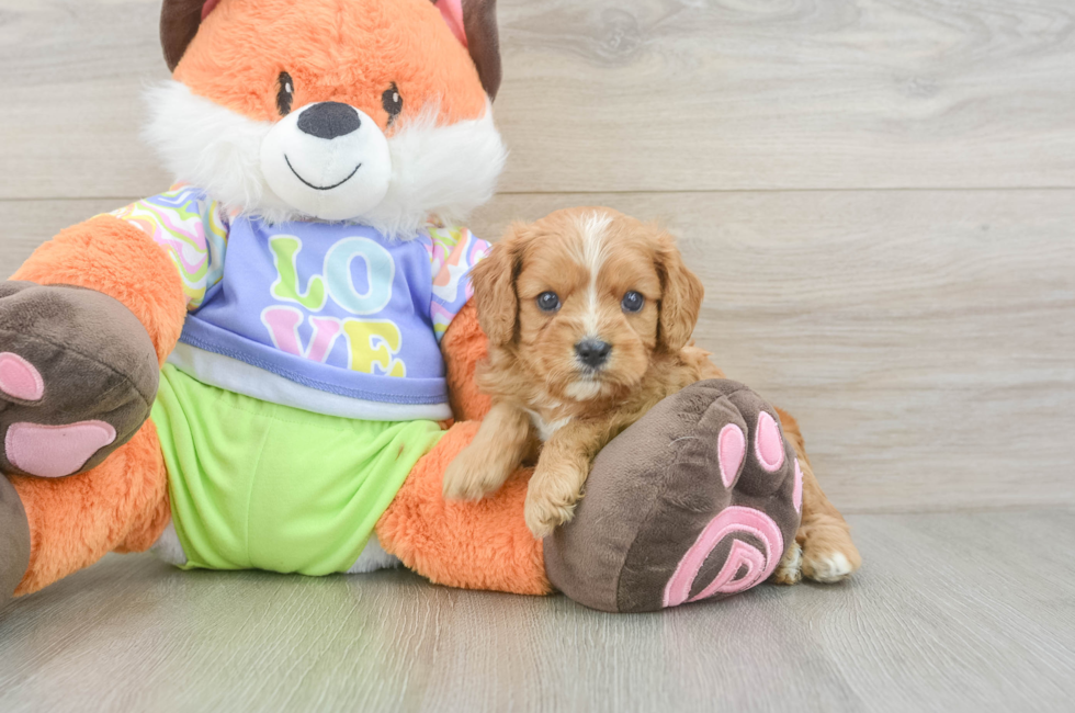 5 week old Cavapoo Puppy For Sale - Seaside Pups