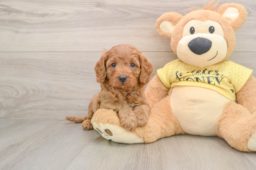 Popular Cavapoo Poodle Mix Pup