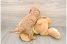 Cute Cavapoo Baby