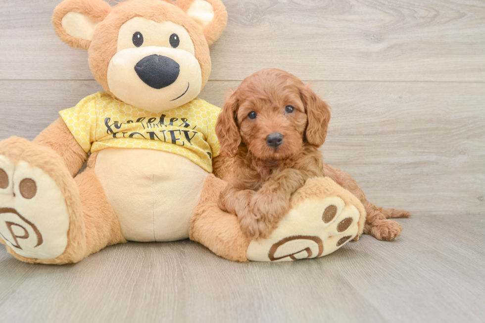 Cavapoo Puppy for Adoption