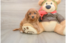 Cute Cavapoo Baby
