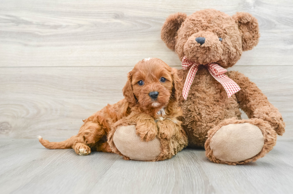 7 week old Cavapoo Puppy For Sale - Seaside Pups