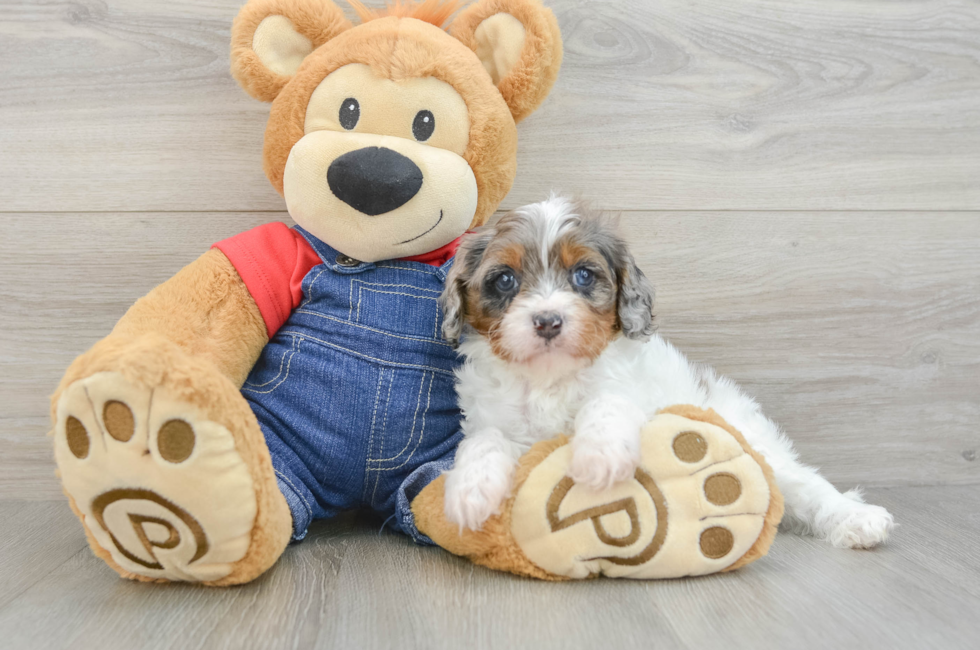 5 week old Cavapoo Puppy For Sale - Seaside Pups