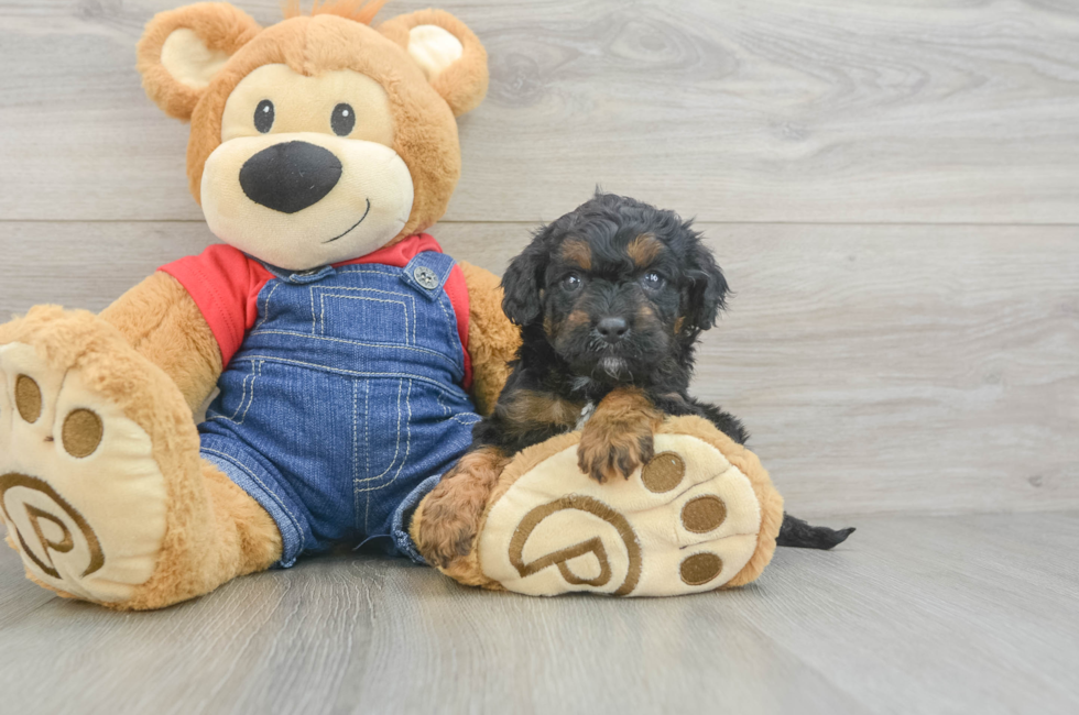 6 week old Cavapoo Puppy For Sale - Seaside Pups