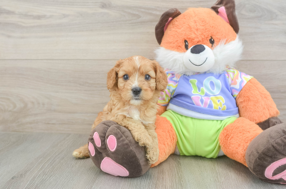 5 week old Cavapoo Puppy For Sale - Seaside Pups