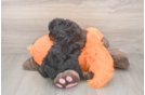 Petite Cavapoo Poodle Mix Pup