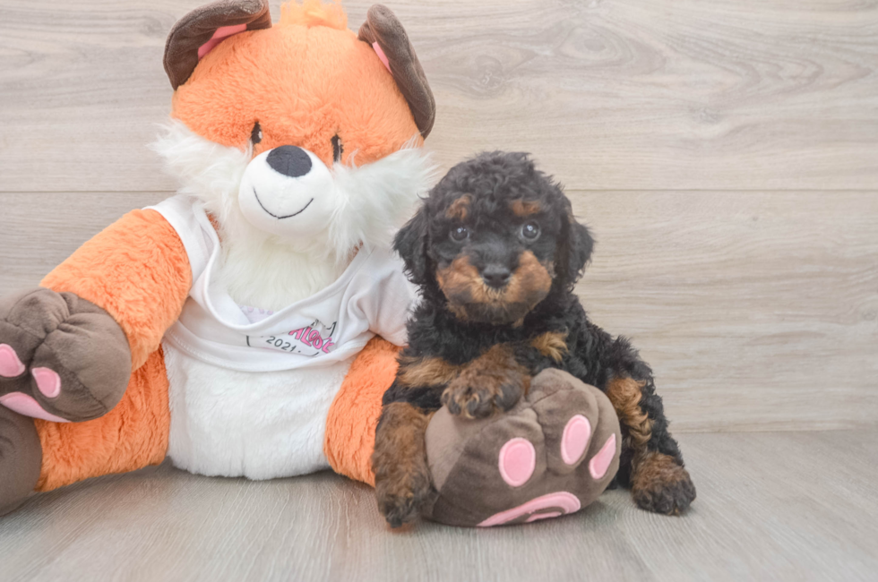 5 week old Cavapoo Puppy For Sale - Seaside Pups