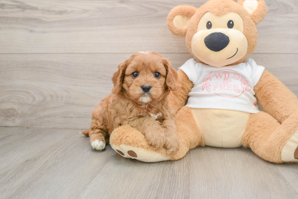 Cute Cavapoo Baby