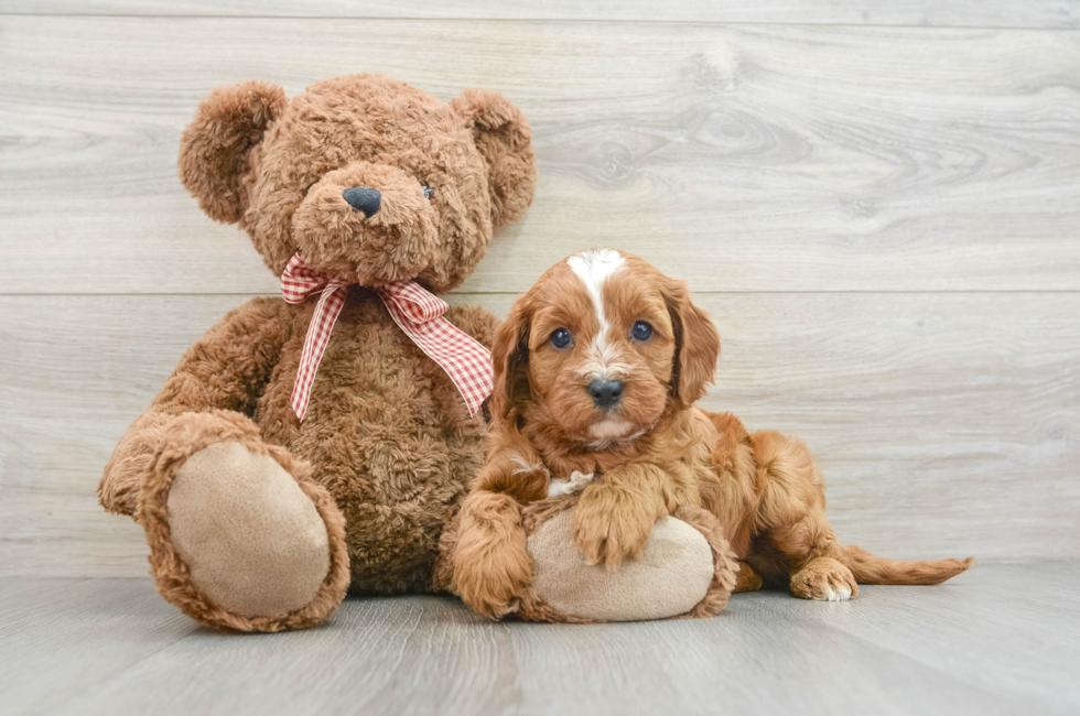 7 week old Cavapoo Puppy For Sale - Seaside Pups