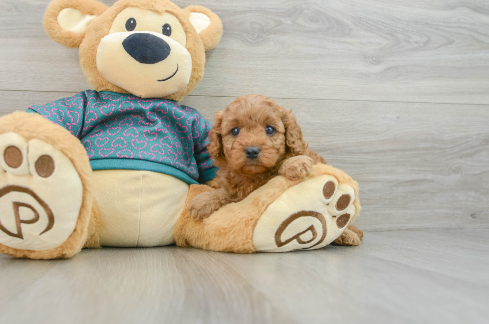 6 week old Cavapoo Puppy For Sale - Seaside Pups